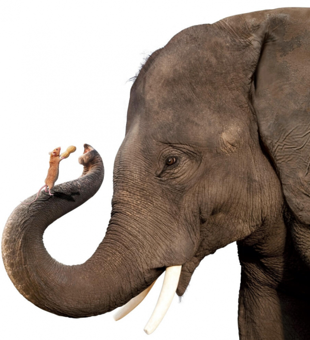 почему слоны боятся мышей