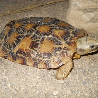 эластичная черепаха