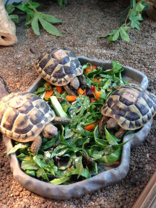 Рацион черепахи должен быть разнообразным и питательным.