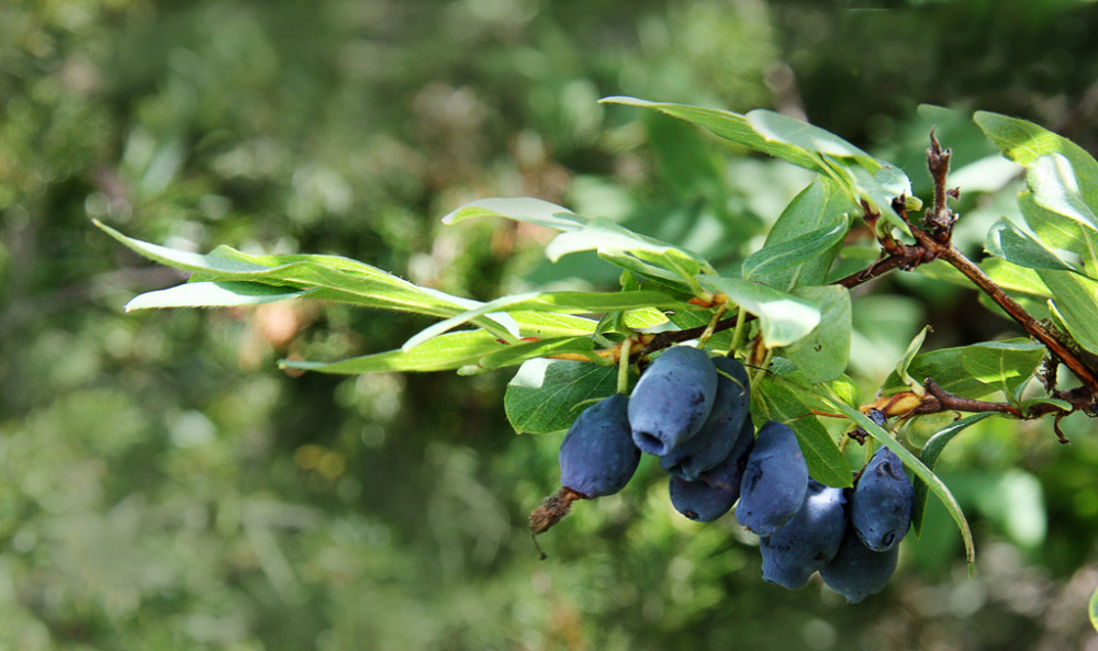 Жимолость «Камчадалка» 🌿: описание сорта, срок созревания ягод, посадка, выращивание и уход