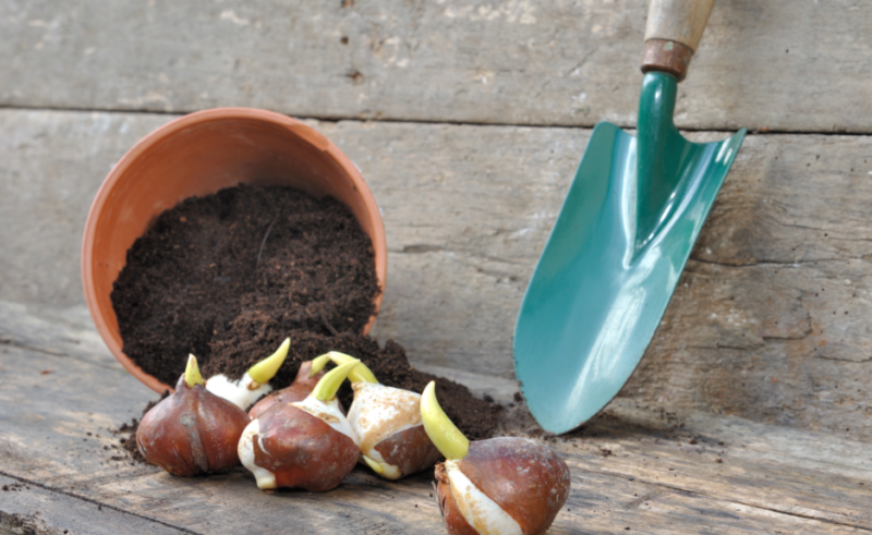 Когда выкапывать и высаживать луковицы тюльпанов 🌷 в разных регионах, как хранить посадочный материал