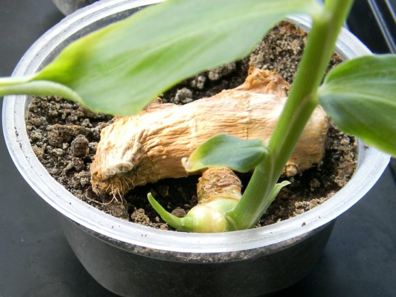 Как цветет имбирь в домашних условиях и в открытом грунте 🌱, выращивание и уход
