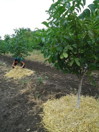 Мульчирование почвы жимолости и плодовых деревьев