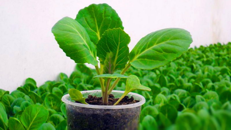 Капуста брокколи: выращивание и уход в открытом грунте, полезные свойства, лучшие сорта