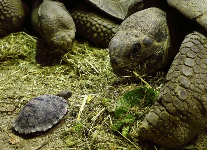 Слоновая черепаха (галапагосская): описание исчезающего вида, среда обитания, интересные факты, фото