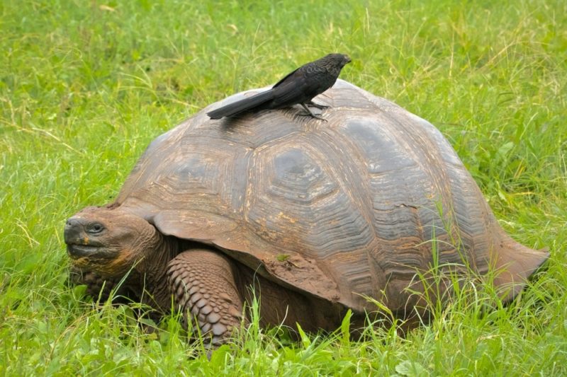 Слоновая черепаха (галапагосская): описание исчезающего вида, среда обитания, интересные факты, фото