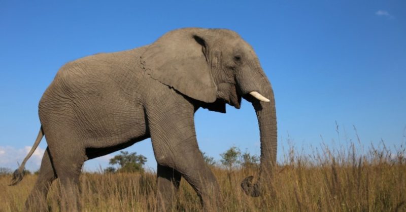 Африканский слон: фото, описание рода и видов, ареал, интересные факты