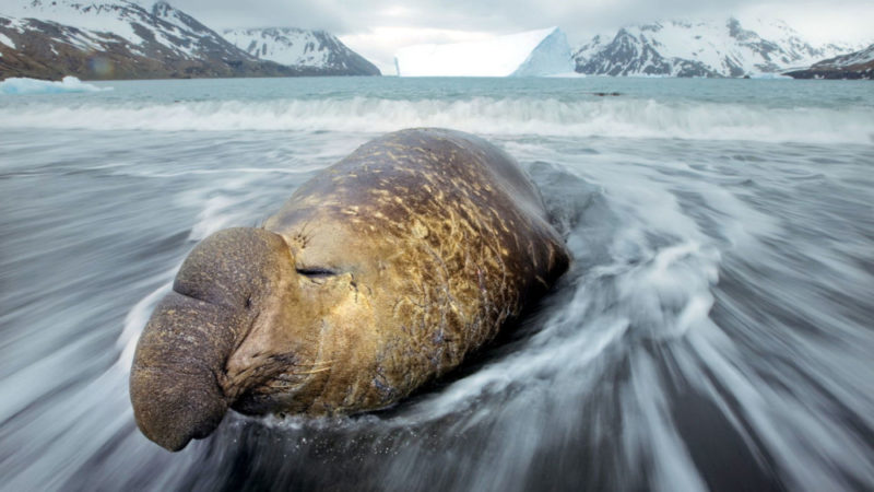 Морской слон − северный и южный: виды как выглядит, где обитает, интересные факты