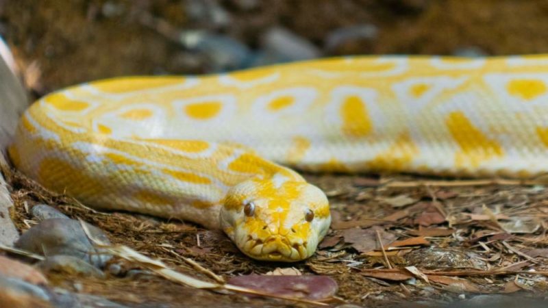 Тигровый питон: длина и вес, как выглядит, содержание крупной змеи в домашних условиях
