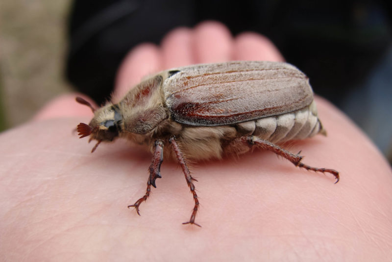 Что едят майские жуки в домашних условиях и в природе