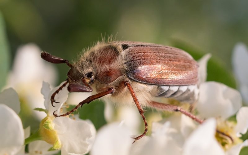 Майские жуки (хрущи): описание рода, чем питаются, где обитают