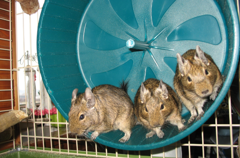 Белка дегу (кустарниковая крыса): уход и содержание в домашних условиях, сколько живут, чем кормить, фото