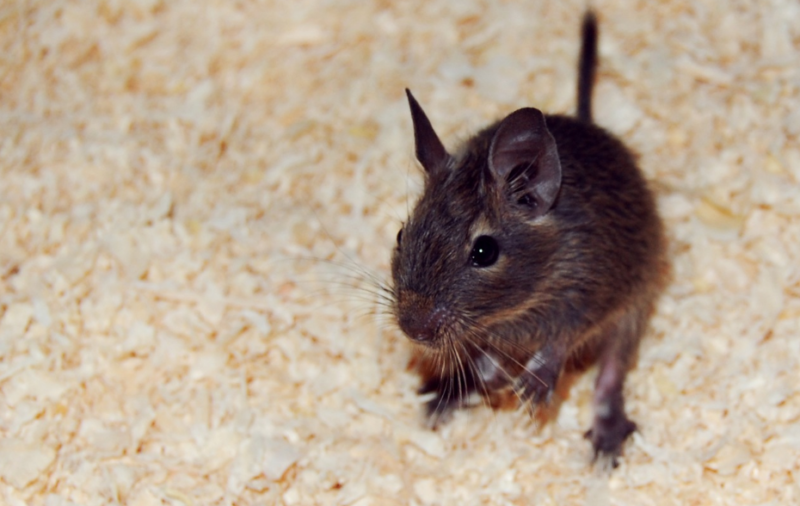 Белка дегу (кустарниковая крыса): уход и содержание в домашних условиях, сколько живут, чем кормить, фото