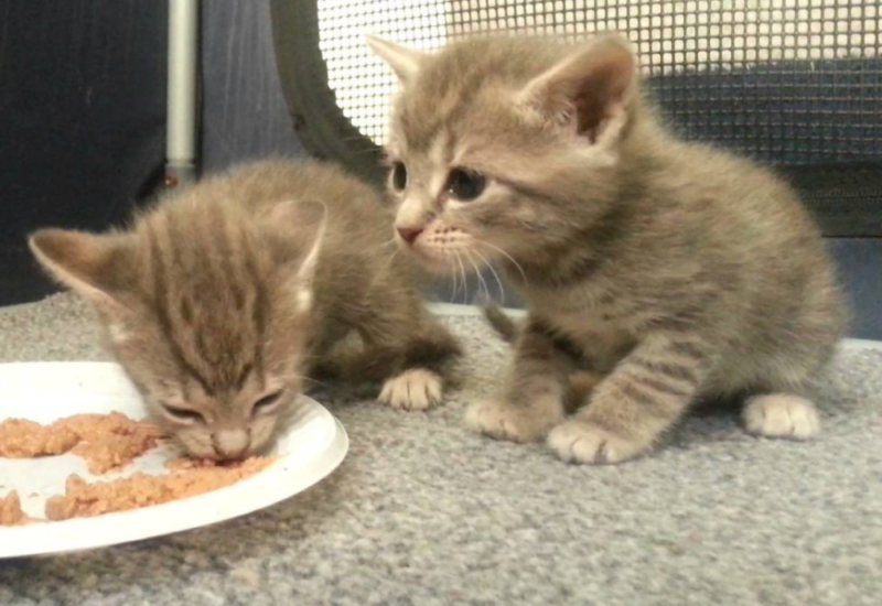 Чем кормить котят: сухие и влажные корма, домашняя еда, режим кормления