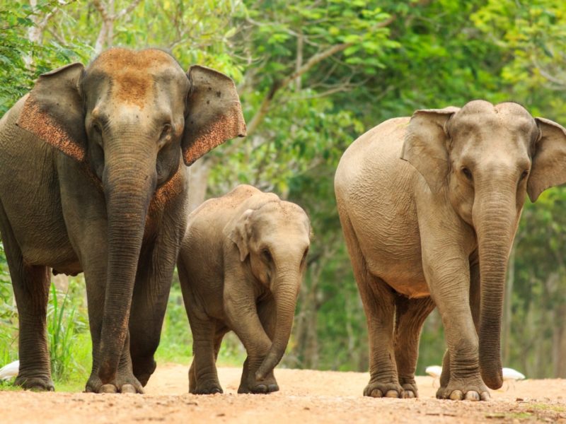 Индийский слон (Азиатский): описание вида, среда обитания, образ жизни, фото