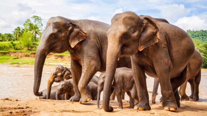 Индийский слон (Азиатский): описание вида, среда обитания, образ жизни, фото