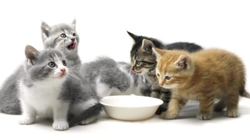 Чем кормить котят: сухие и влажные корма, домашняя еда, режим кормления