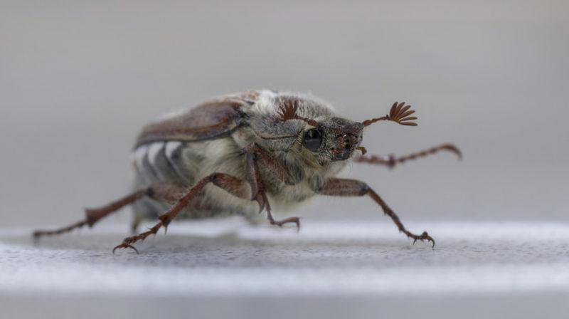 Майские жуки (хрущи): описание рода, чем питаются, где обитают