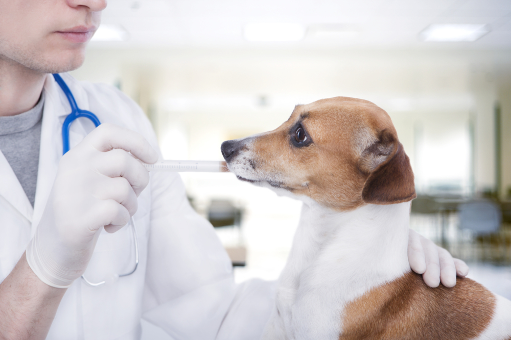 Кашель у собаки, как будто подавилась: лечение препаратами и народными средствами в домашних условиях, когда стоит обратиться к ветеринару