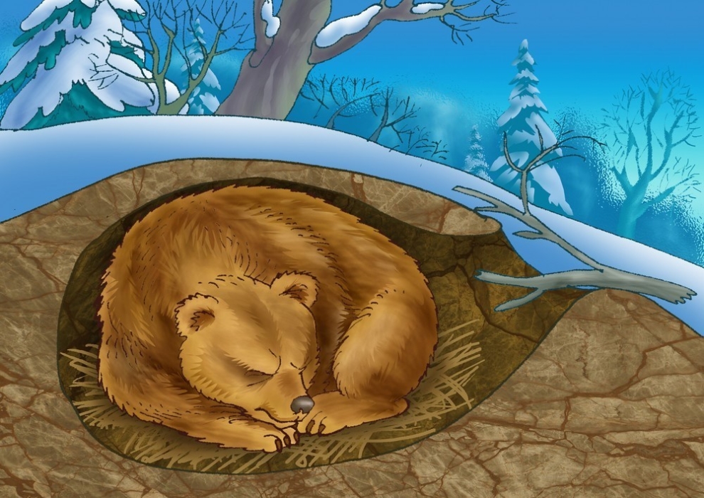 Почему медведь спит зимой, как называются медведи, которые не впадают в зимнюю спячку