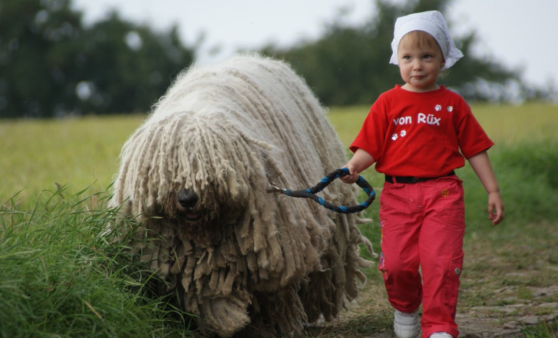 Венгерская овчарка (комондор): описание породы, уход, содержание, кормление и воспитание
