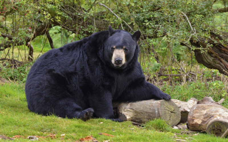 Самые большие медведи в мире - топ 5: фото с названиями, где обитают