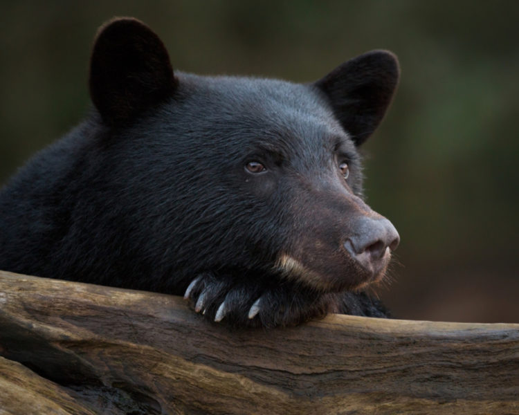 Черный медведь (барибал): фото и описание, где обитает, интересные факты