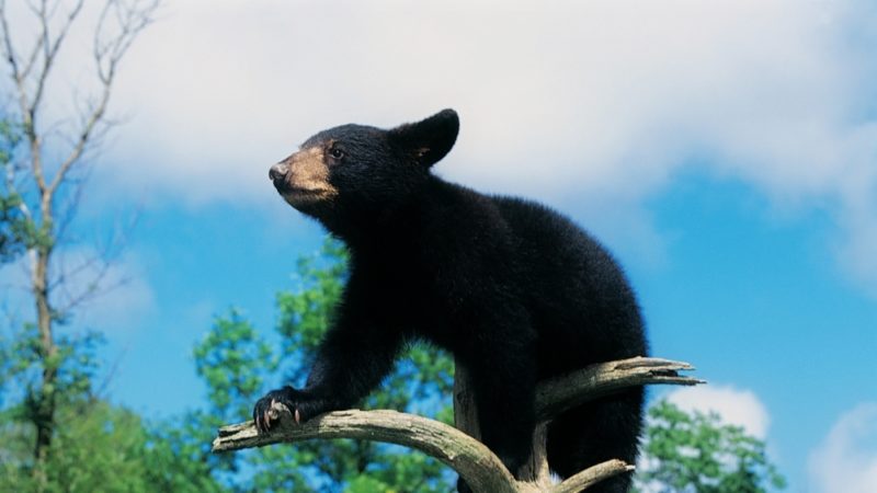 Черный медведь (барибал): фото и описание, где обитает, интересные факты