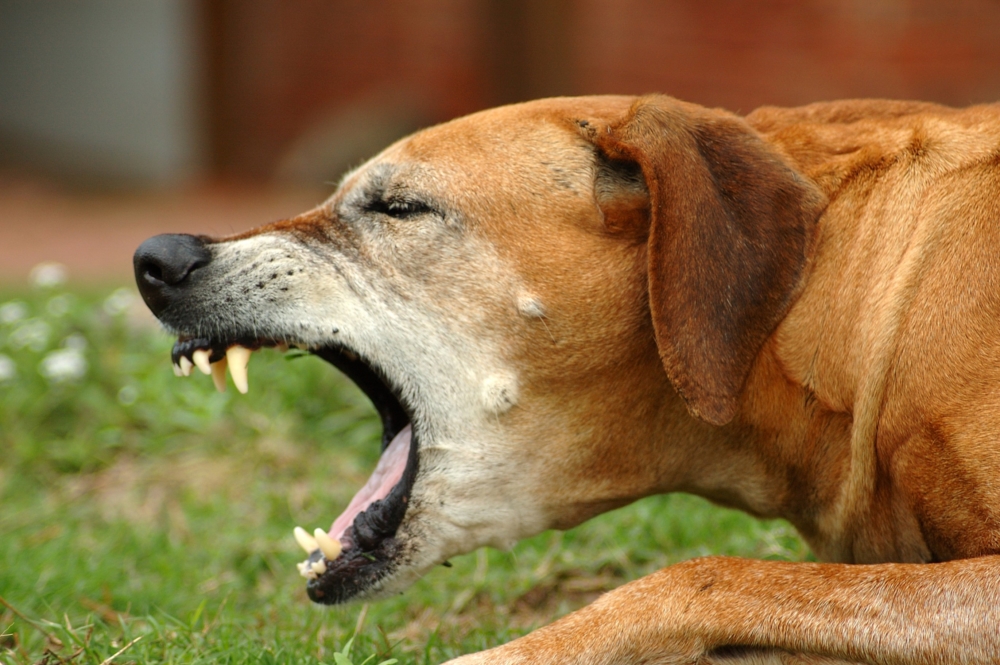 Кашель у собаки, как будто подавилась: лечение препаратами и народными средствами в домашних условиях, когда стоит обратиться к ветеринару