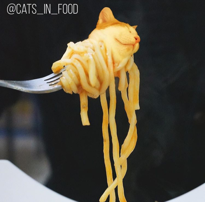 Необычный Инстаграм-аккаунт с котиками в пище (не пострадал ни один питомец)