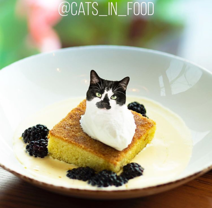 Необычный Инстаграм-аккаунт с котиками в пище (не пострадал ни один питомец)