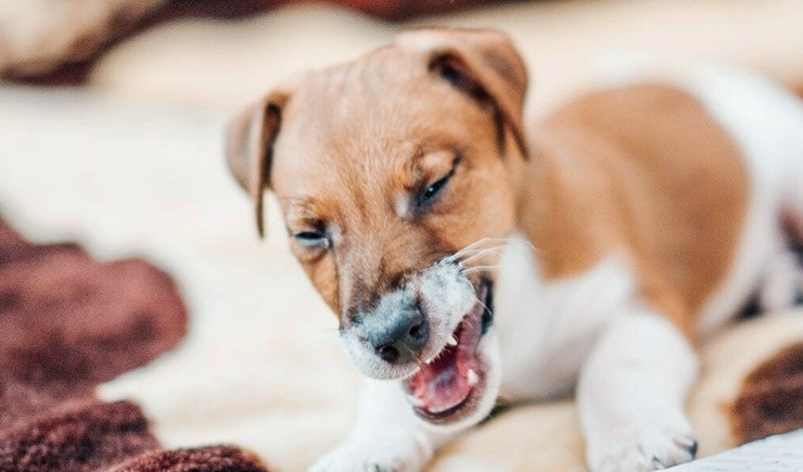 Собака кашляет: что делать, чем лечить в домашних условиях, виды и причины кашля