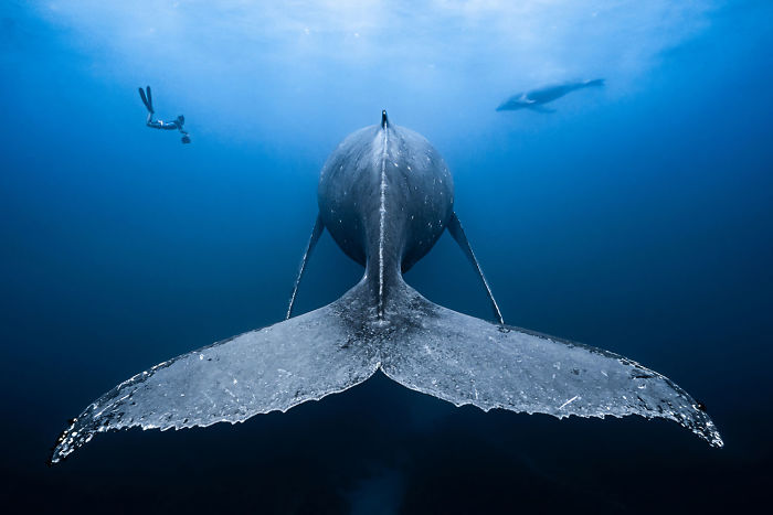 Победители конкурса "Лучший подводный снимок" 2018, которые вас поразят