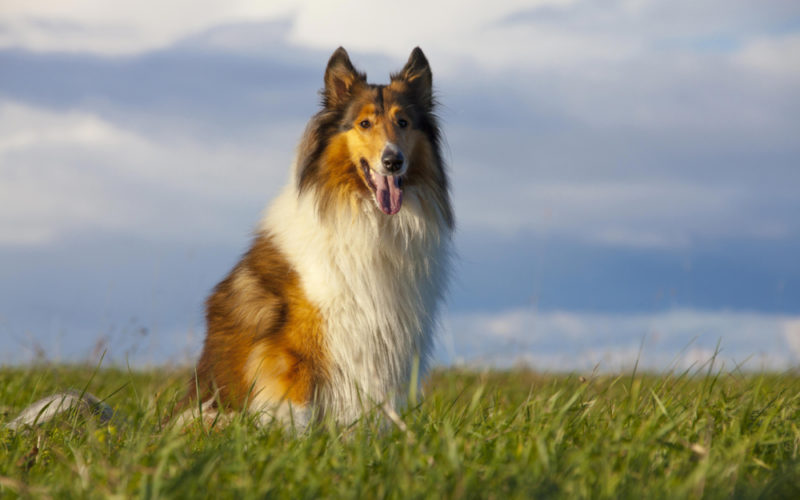 Шотландская овчарка: описание породы, уход, содержание, воспитание и кормление собаки колли